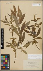 Foto von Salix alba L. x Salix fragilis L.